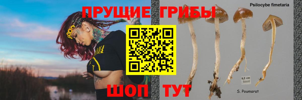 Учалы  Галлюциногенные грибы Psilocybe  Вход с VPN 